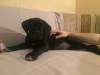 Photo №1. cane corso - à vendre en ville de Saint-Pétersbourg | négocié | Annonce №8581