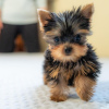 Photo №2 de l'annonce № 100258 de la vente yorkshire terrier - acheter à Pologne annonce privée, de la fourrière, de l'abri, éleveur