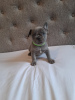 Photo №4. Je vais vendre bouledogue en ville de New york. annonce privée - prix - 568€