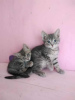 Photos supplémentaires: Les chatons Almazik et Topazik recherchent un foyer !