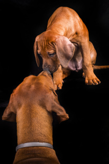 Photo №2 de l'annonce № 3684 de la vente chien de rhodésie à crête dorsale - acheter à Estonie éleveur