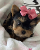 Photo №1. yorkshire terrier - à vendre en ville de Kecskemét | négocié | Annonce №110178