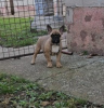 Photo №1. bouledogue - à vendre en ville de Zrenjanin | négocié | Annonce №77415