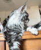 Photo №3. Maine coon. Allemagne