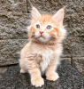 Photo №2 de l'annonce № 103765 de la vente maine coon - acheter à Allemagne annonce privée