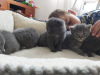 Photo №1. british shorthair - à vendre en ville de Munich | 300€ | Annonce № 123662