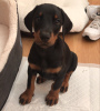 Photo №1. dobermann - à vendre en ville de Bucharest | Gratuit | Annonce №109539