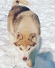 Photo №1. husky de sibérie - à vendre en ville de Poltava | 131€ | Annonce №8875