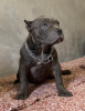 Photo №1. american bully - à vendre en ville de Belgrade | négocié | Annonce №108285