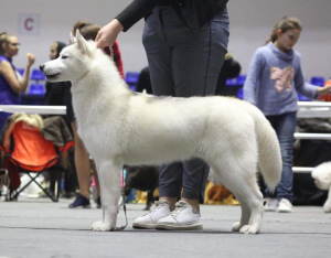 Photos supplémentaires: Afficher les chiots Husky