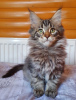 Photo №1. maine coon - à vendre en ville de Kharkov | 403€ | Annonce № 13987