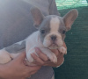 Photo №4. Je vais vendre bouledogue en ville de Belgrade.  - prix - négocié