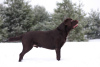 Photos supplémentaires: Chiots Labrador retriever avec un bon pedigree, couleur chocolat.