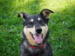 Photo №1. chien bâtard - à vendre en ville de Москва | Gratuit | Annonce №5971