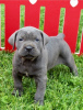 Photo №1. cane corso - à vendre en ville de Nuremberg | négocié | Annonce №109175