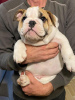 Photos supplémentaires: Bulldog anglais