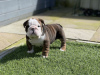Photo №1. bulldog anglais - à vendre en ville de Santa Fe Springs | 379€ | Annonce №100201