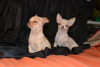 Photo №4. Je vais vendre chihuahua en ville de Krivoy Rog.  - prix - 400€