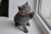 Photo №3. Mignon chaton British shorthair à adopter gratuitement. Allemagne