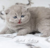 Photo №2 de l'annonce № 108933 de la vente british shorthair - acheter à Allemagne annonce privée, éleveur