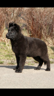 Photo №3. Chiots pur-sang du chien de berger allemand noir. Fédération de Russie