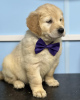 Photo №1. golden retriever - à vendre en ville de Helsinki | 400€ | Annonce №56458