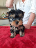 Photo №1. yorkshire terrier - à vendre en ville de Helsinki | Gratuit | Annonce №110757