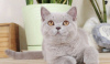 Photo №1. british shorthair - à vendre en ville de Криводановка | 370€ | Annonce № 115055