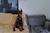 Photo №1. dobermann - à vendre en ville de Smederevo | négocié | Annonce №84256