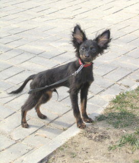 Photo №3. Jouet russe garçon aux cheveux longs. Biélorussie