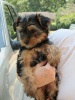 Photo №2 de l'annonce № 117510 de la vente yorkshire terrier - acheter à Italie annonce privée