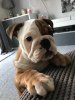 Photo №1. bulldog anglais - à vendre en ville de Getafe | 450€ | Annonce №118671