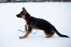 Photos supplémentaires: Chiot berger allemand