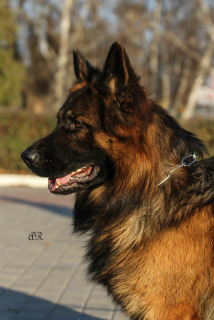 Photos supplémentaires: chiot de race pure d'un berger allemand