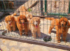 Photo №3. Chiots caniche royal. Serbie