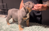 Photos supplémentaires: Chiots American Bully Pocket