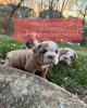 Photo №1. bulldog anglais - à vendre en ville de Basel | négocié | Annonce №47600