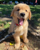 Photo №1. golden retriever - à vendre en ville de Quarto d'Altino | 400€ | Annonce №100833