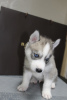 Photo №1. husky de sibérie - à vendre en ville de Москва | 224€ | Annonce №7626