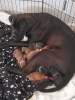 Photo №1. cane corso - à vendre en ville de California | 568€ | Annonce №103379