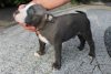 Photos supplémentaires: American Bully Pocket ABKC GrChampions