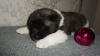 Photo №2 de l'annonce № 9593 de la vente akita (chien) - acheter à Fédération de Russie de la fourrière