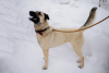 Photo №2 de l'annonce № 99450 de la vente chien bâtard - acheter à Fédération de Russie annonce privée