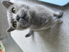 Photo №4. Je vais vendre british shorthair en ville de Deerlijk. annonce privée - prix - 500€