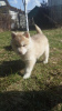 Photos supplémentaires: Chiots husky sibériens couleur isabella rare