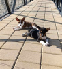 Photo №4. Je vais vendre basenji en ville de Vladičin Han. éleveur - prix - négocié