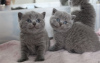 Photo №2 de l'annonce № 96862 de la vente british shorthair - acheter à USA annonce privée