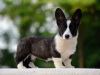 Photo №3. Welsh Corgi Cardigan chiot FCI. Hongrie