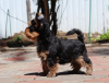 Photo №3. Yorkshire Terrier. Allemagne