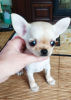 Photo №1. chihuahua - à vendre en ville de New york | 473€ | Annonce №104171